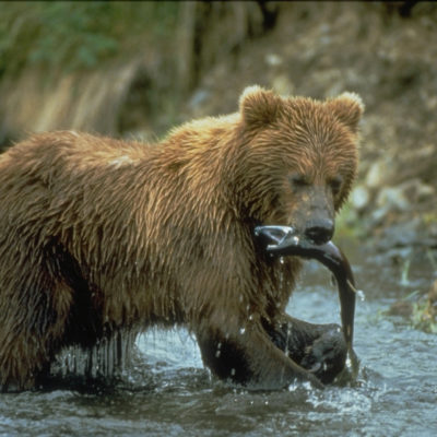 Bjørnesafari i Alaska, Nordmannsreiser, amerikaspesialisten, amerika, reiser, usa,