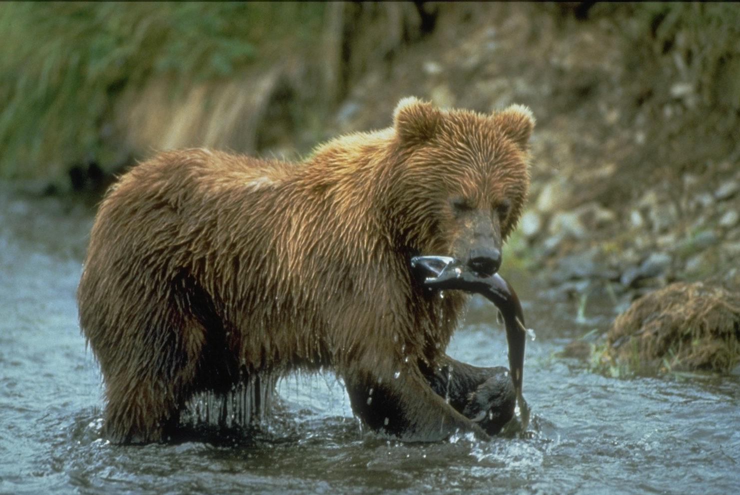 Bjørnesafari i Alaska, Nordmannsreiser, amerikaspesialisten, amerika, reiser, usa,