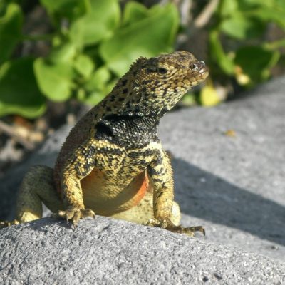 Cruise rundt Galapagos med M/C Galapagos Seaman Journey Nordmannsreiser, amerikaspesialisten, amerika, reiser, usa,