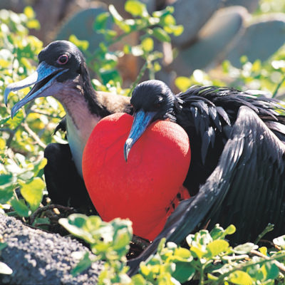 Tre øyer på Galapagos, Reise til Galapagos, Nordmannsreiser, amerikaspesialisten, amerika, reiser, usa,