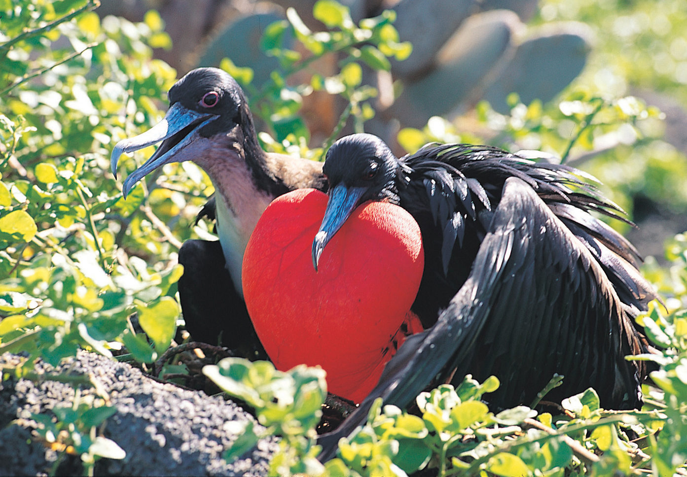 Tre øyer på Galapagos, Reise til Galapagos, Nordmannsreiser, amerikaspesialisten, amerika, reiser, usa,