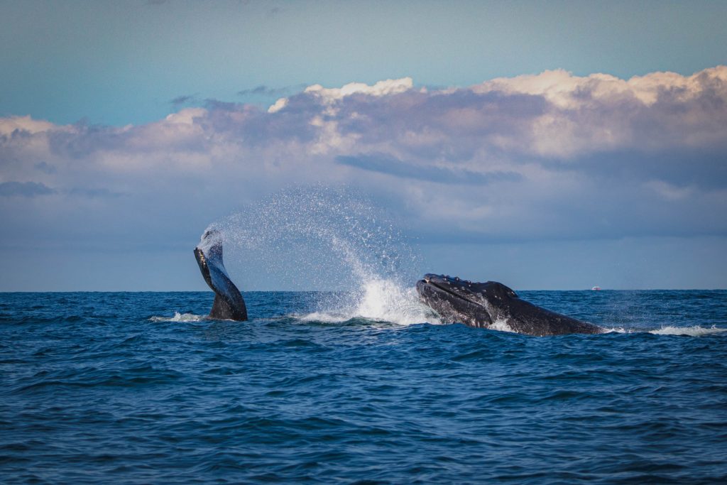 Puerto Vallarta i Mexico USa spesialisten Amerikaspesialisten, nordmannsreiser, cruisereiser