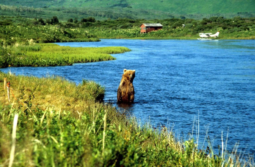 Amerikaspesialisten, nordmannsreiser, cruisereiser