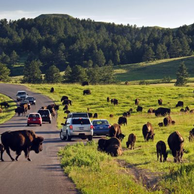 Bilferie til Rocky Mountains og Yellowstone, Nordmannsreiser, amerikaspesialisten, amerika, reiser, usa