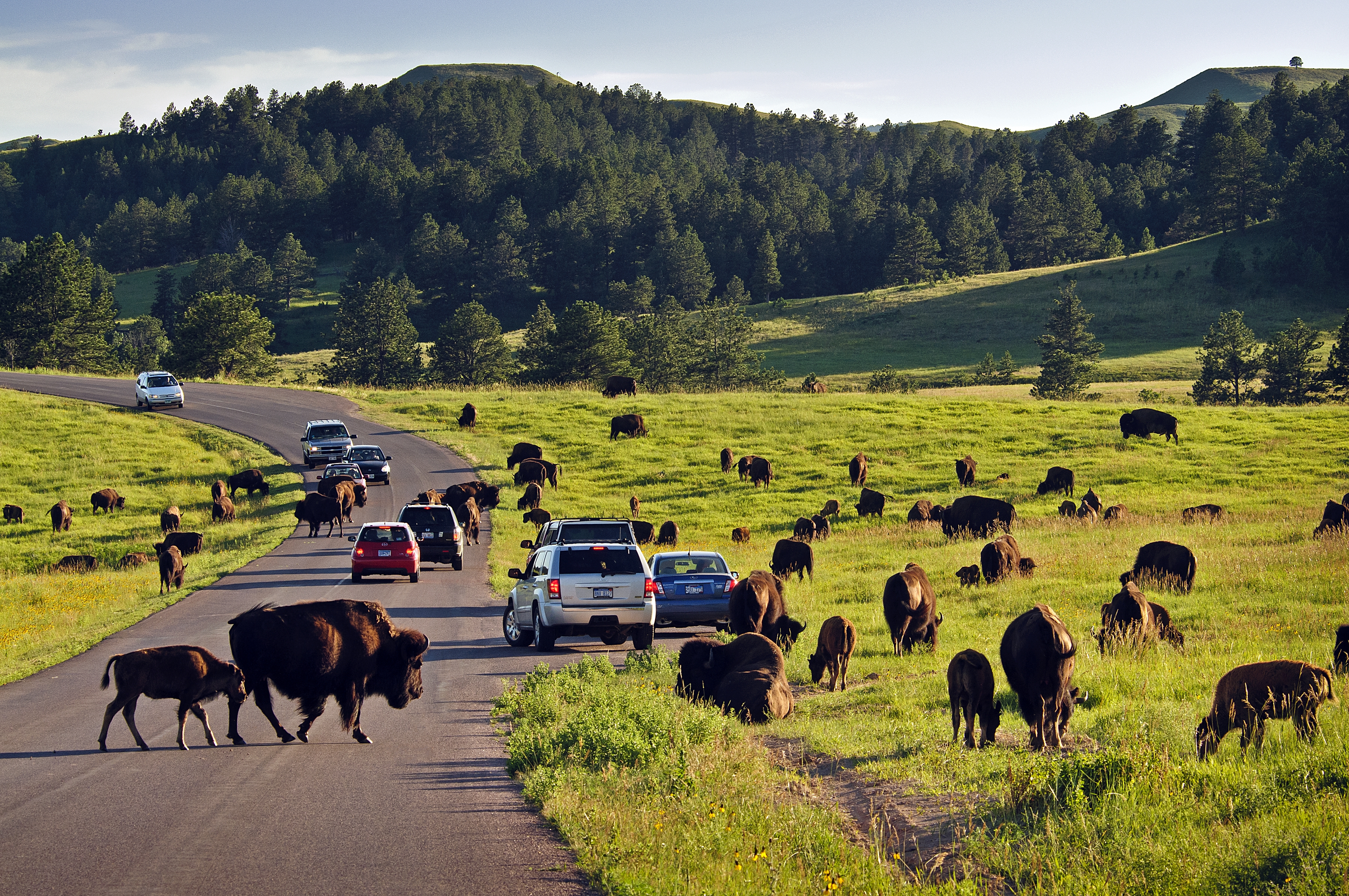 Bilferie til Rocky Mountains og Yellowstone, Nordmannsreiser, amerikaspesialisten, amerika, reiser, usa