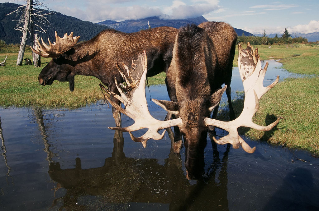 Alaska med tog Nordmannsreiser, amerikaspesialisten, amerika, reiser, usa