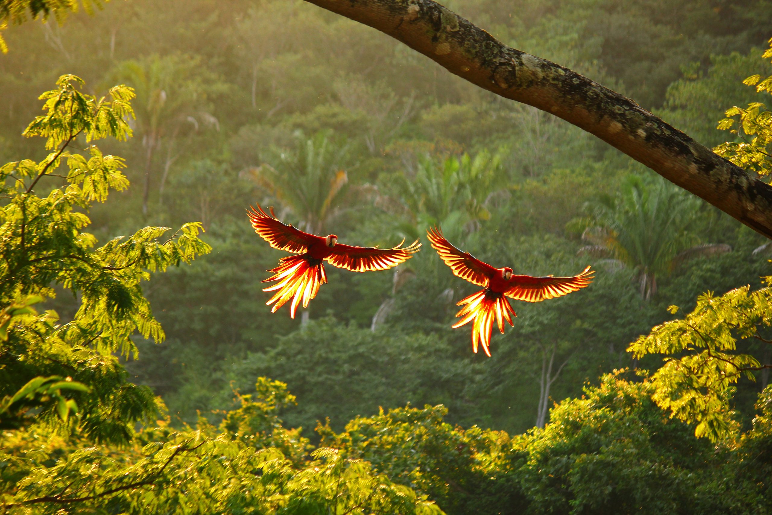 Rundreise i Costa Rica med fantastiske opplevelser! USa spesialisten Amerikaspesialisten, nordmannsreiser, cruisereiser