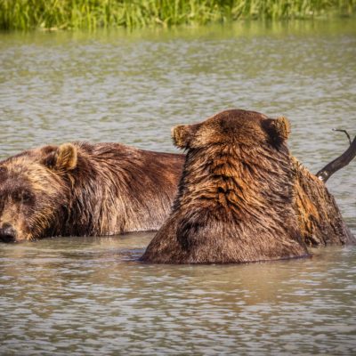 Bilferie i Alaska, Nordmannsreiser, amerikaspesialisten, amerika, reiser, usa