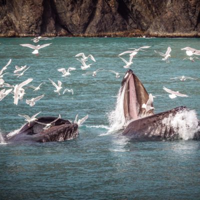 Rundreise i Alaska med minibuss - Alaska, Wildlife & Wilderness Nordmannsreiser, amerikaspesialisten, amerika, reiser, usa