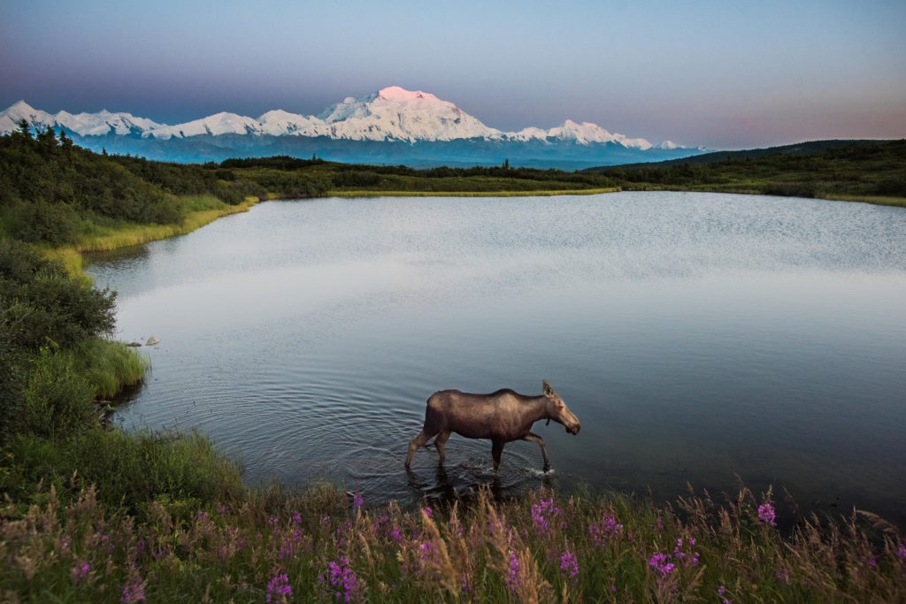 Togferie i Alaska Nordmannsreiser, amerikaspesialisten, amerika, reiser, usa