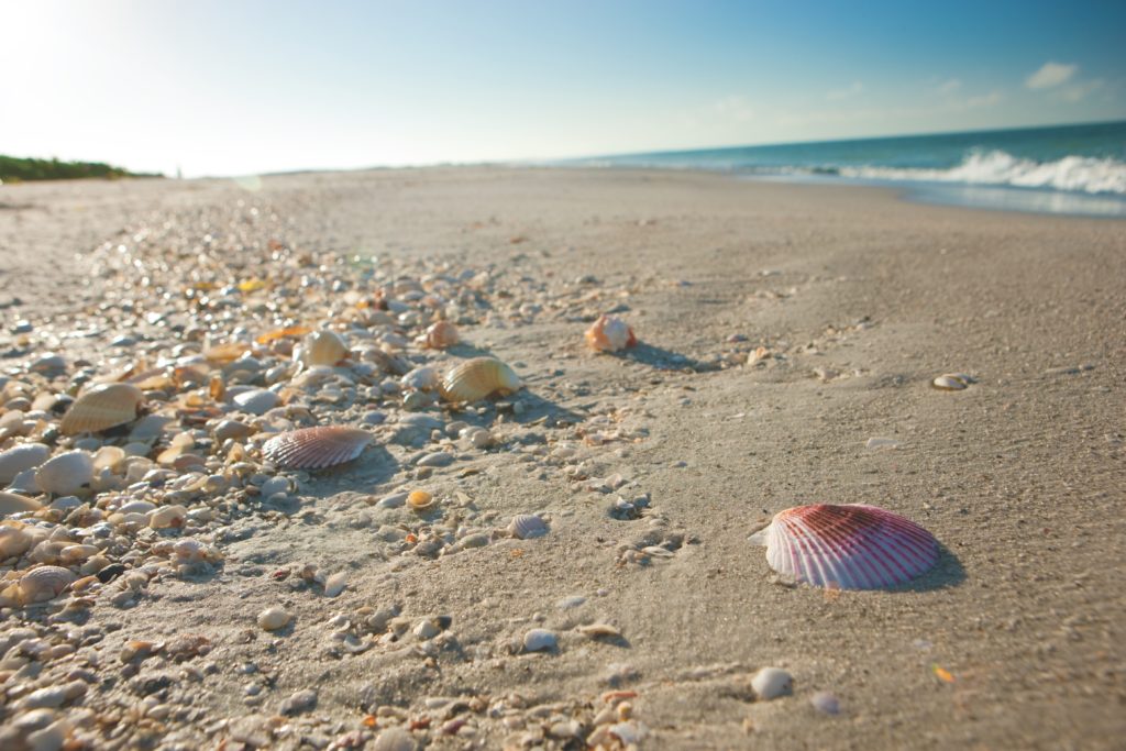 Ferie på Sanibel Island i Florida Nordmannsreiser, amerikaspesialisten, amerika, reiser, usa Chicago