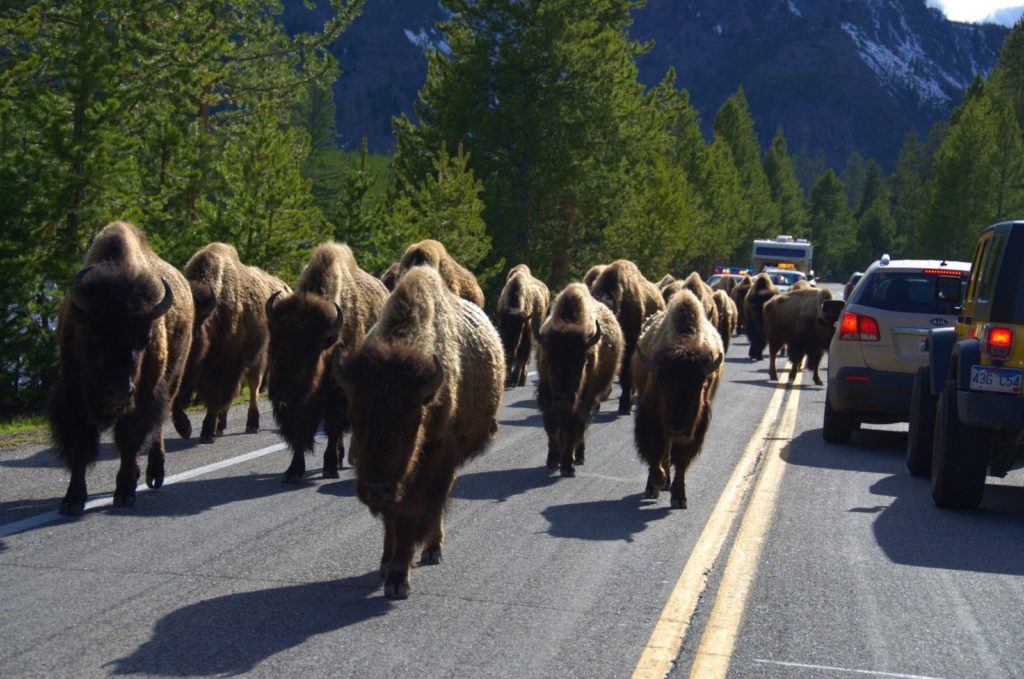 Bussreise fra Denver til Rocky Mountains - Rocky Mountain Frontiers Bilferie fra Seattle gjennom Yellowstone og Glacier National Park, Nordmannsreiser, amerikaspesialisten, amerika, reiser, usa