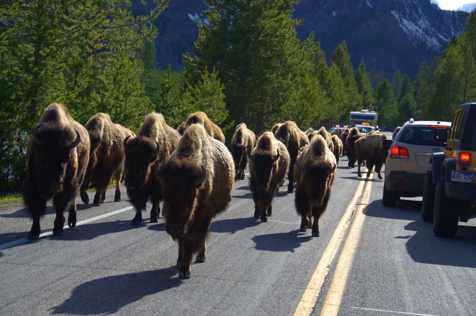 Bilferie fra Seattle gjennom Yellowstone og Glacier National Park, Nordmannsreiser, amerikaspesialisten, amerika, reiser, usa