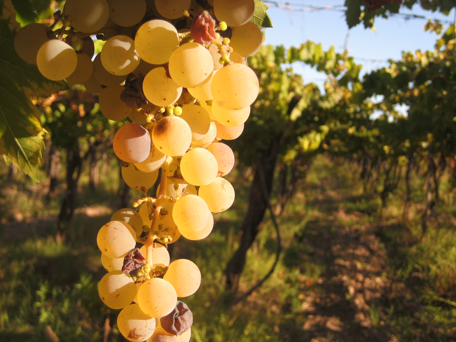 vinsmaking i Mendoza, Nordmannsreiser, amerikaspesialisten, amerika, reiser, usa