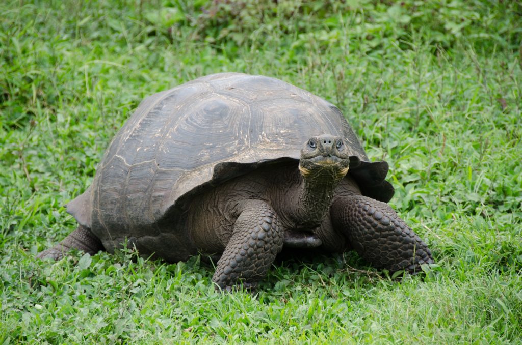 reise til Galapagos og Ecuador, Nordmannsreiser, amerikaspesialisten, amerika, reiser, usa.