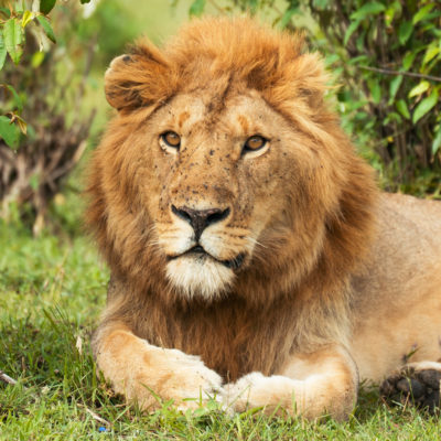 Safari i Masai Mara med barna Amerikaspesialisten, nordmannsreiser, cruisereiser