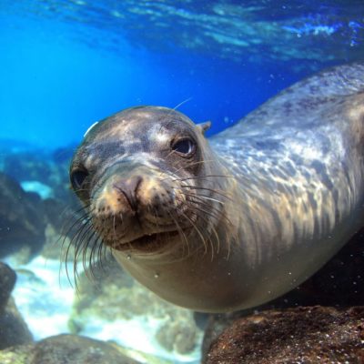 Cruise rundt Galapagos med M/C Galapagos Seaman Journey Øyhopping på Galapagos USa spesialisten Amerikaspesialisten, nordmannsreiser, cruisereiser