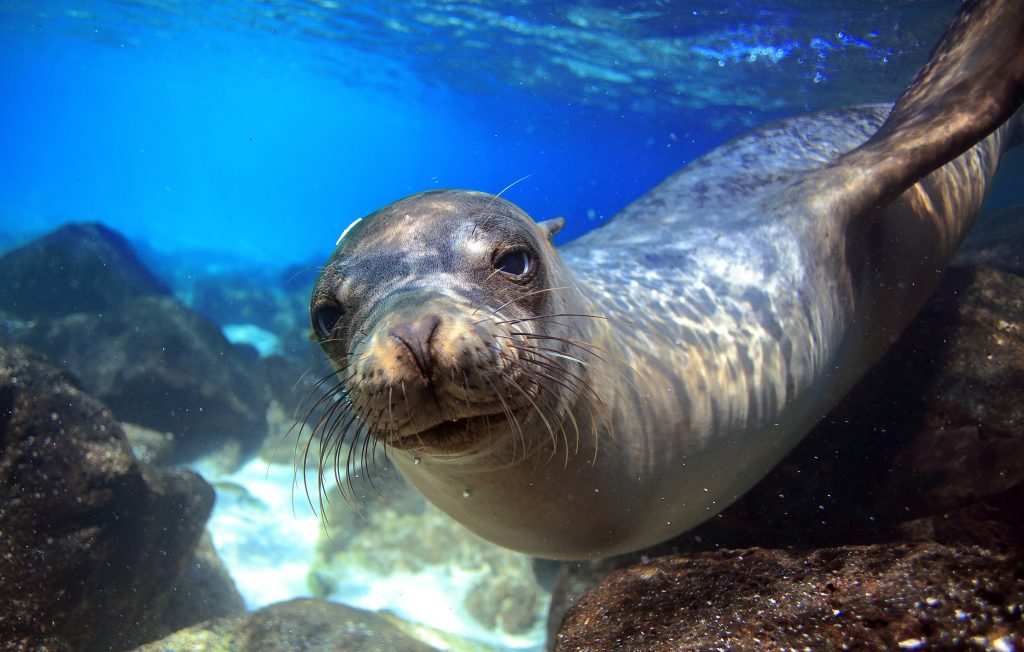 Cruise rundt Galapagos med M/C Galapagos Seaman Journey Øyhopping på Galapagos USa spesialisten Amerikaspesialisten, nordmannsreiser, cruisereiser