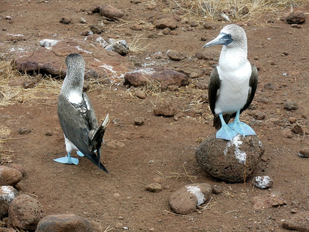 USa spesialisten Amerikaspesialisten, nordmannsreiser, cruisereiser Cruise rundt Galapagos med M/V Santa Cruz II