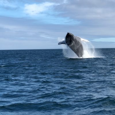 To øyer på Galapagos USa spesialisten Amerikaspesialisten, nordmannsreiser, cruisereiser