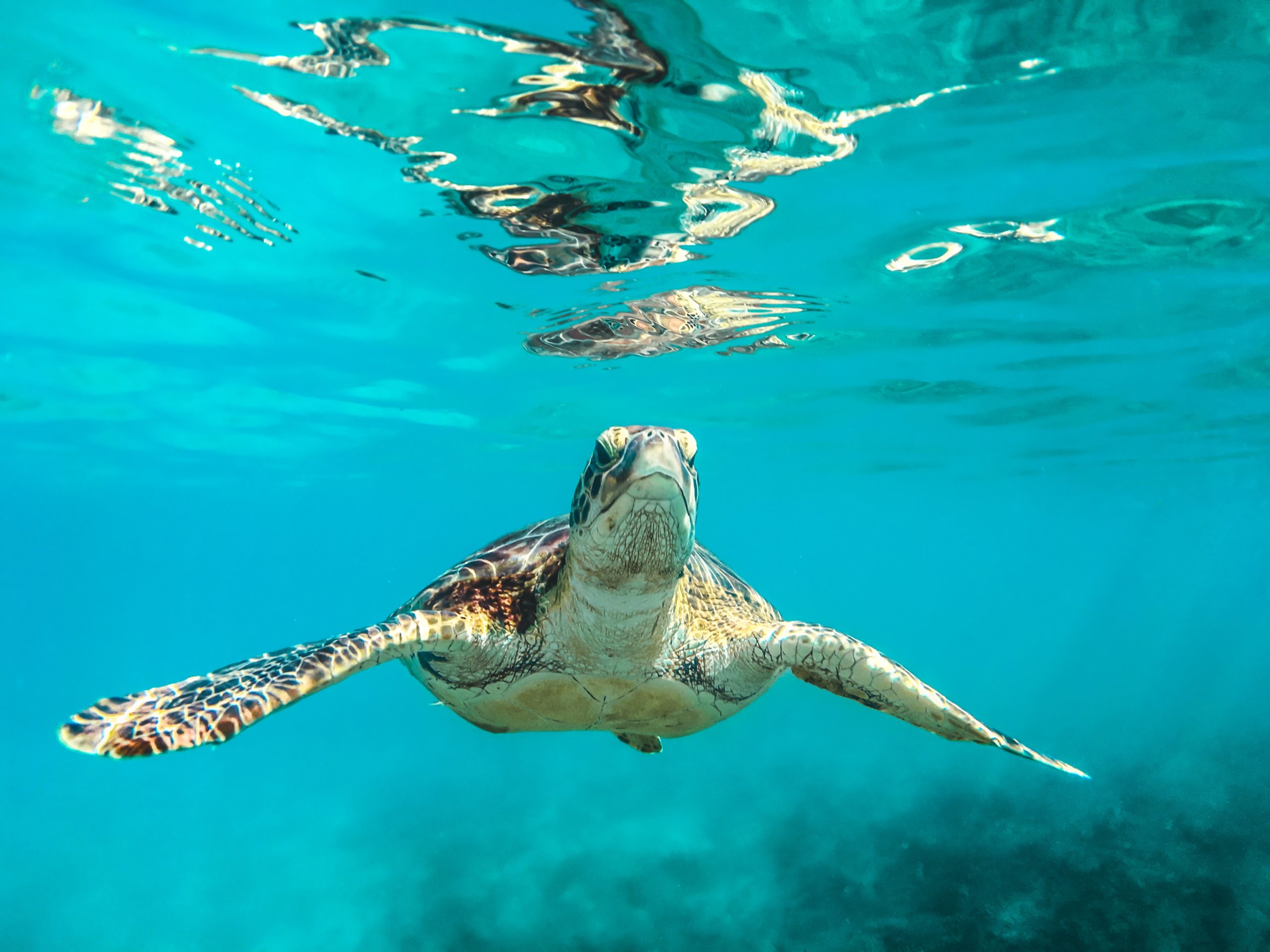 reise til Barbados, USa spesialisten Amerikaspesialisten, nordmannsreiser, cruisereiser