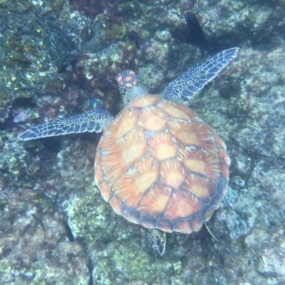 Tre øyer på Galapagos USa spesialisten Amerikaspesialisten, nordmannsreiser, cruisereiser