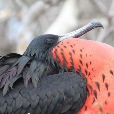 Ecuador og Galapagos Cruise rundt Galapagos med M/Y Angelito USa spesialisten Amerikaspesialisten, nordmannsreiser, cruisereiser