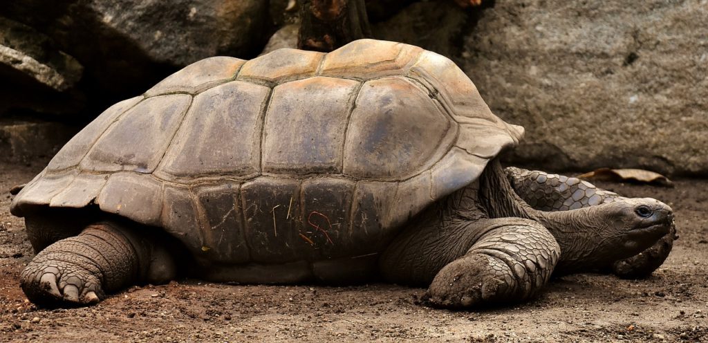Cruise rundt Galapagos med M/Y Angelito USa spesialisten Amerikaspesialisten, nordmannsreiser, cruisereiser