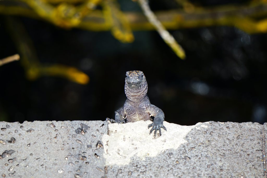To øyer på Galapagos USa spesialisten Amerikaspesialisten, nordmannsreiser, cruisereiser