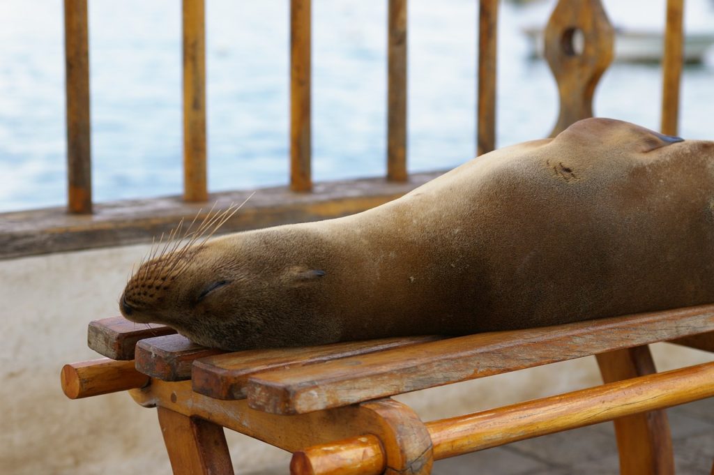 Cruise rundt Galapagos med M/Y Angelito USa spesialisten Amerikaspesialisten, nordmannsreiser, cruisereiser