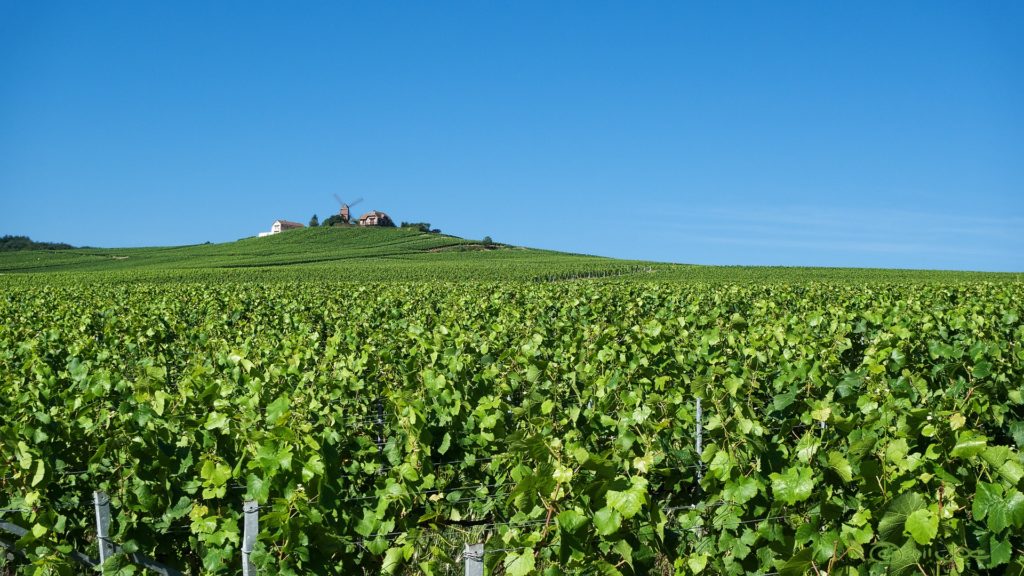 Champagne-reise i Dom Pérignons fotspor USa spesialisten Amerikaspesialisten, nordmannsreiser, cruisereiser