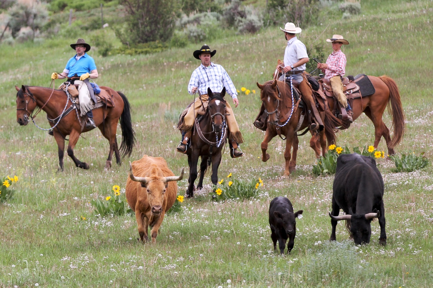 Ferie på ranch i Colorado, amerikaspesialisten, nordmannsreiser, cruisereiser