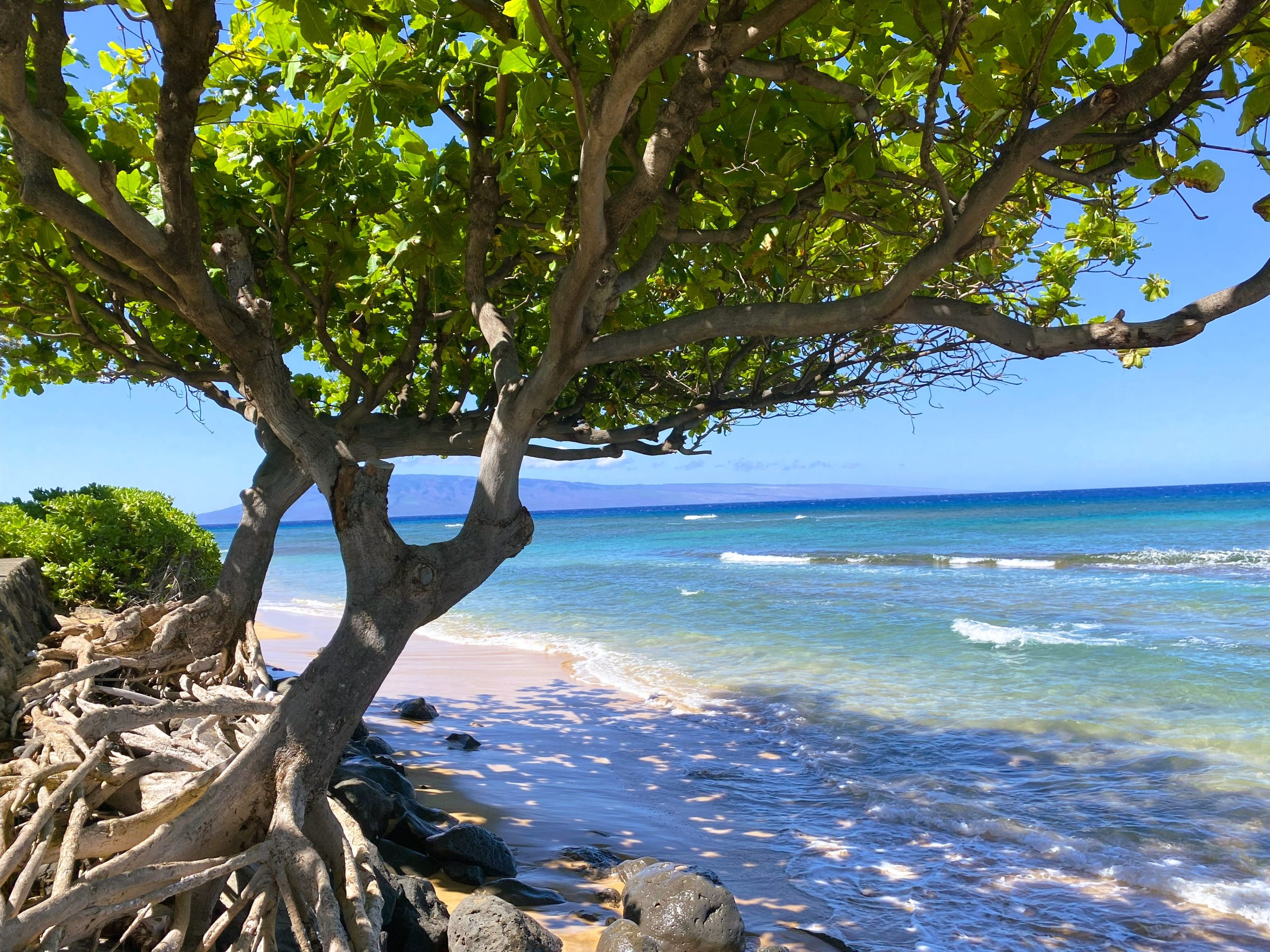 Hawaii med Frid, amerikaspesialisten, Nordmannsreiser