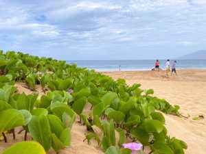 Hawaii med Frid, amerikaspesialisten, Nordmannsreiser reiseguide